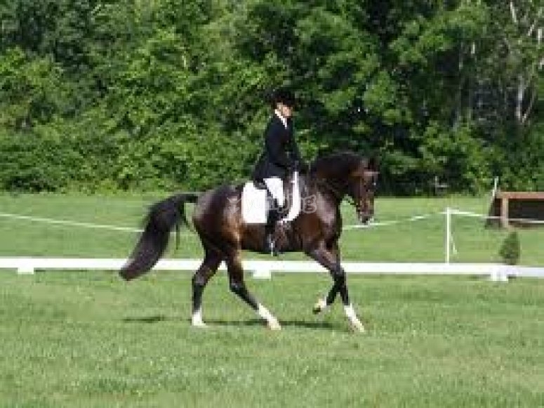 Dressed for dressage Dressed for dressage